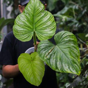Philodendron Mamei Silvercloud