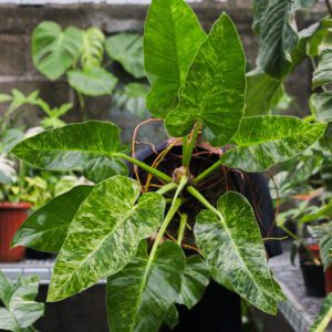 Philodendron Giganteum Marble