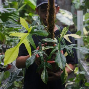 Philodendron Florida Beauty