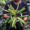 Palem Kipas Variegata