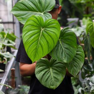 Philodendron Pastazanum Dean Mcdowell