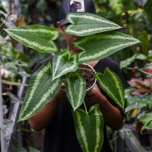 Schismatoglottis Wallichii