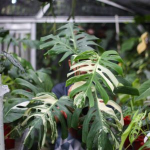 Monstera White Tiger Variegata | Fest Garden Yogyakarta