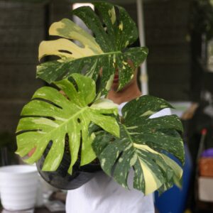 Monstera Thai Constellation