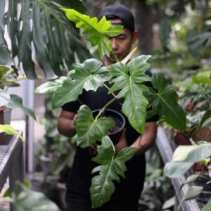 Philodendron Lime Fiddle