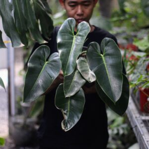 Philodendron Corcovanda