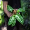 Xantosoma Lindenii