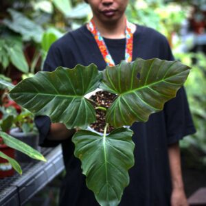 Philodendron Corsinianum