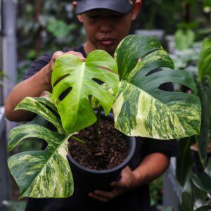 Monstera Variegata Marmorata