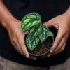 Scindapsus Tricolor