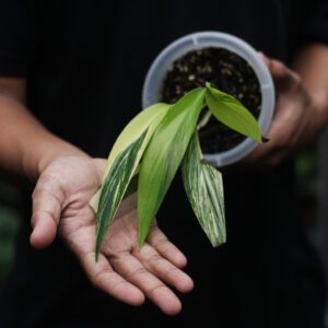 epipremnum amplissimum Variegata
