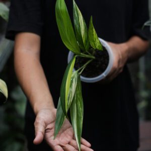 epipremnum amplissimum Variegata