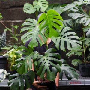 Monstera Borsigiana