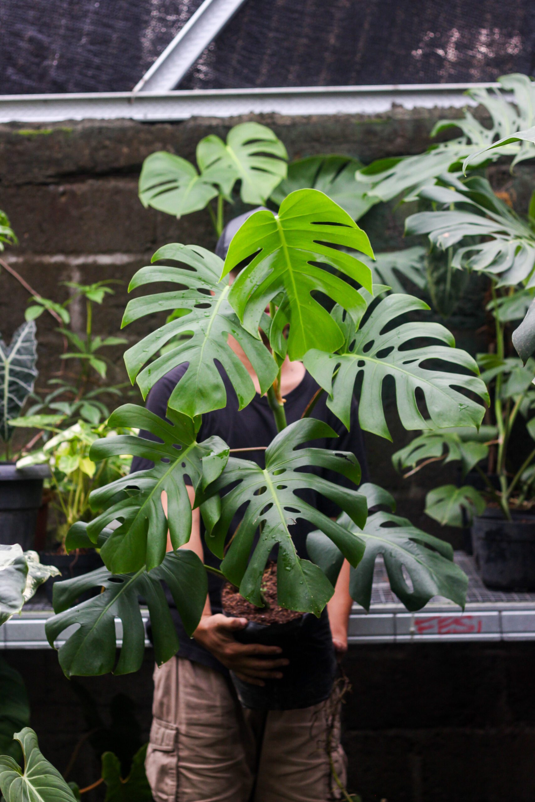 Monstera Borsigiana