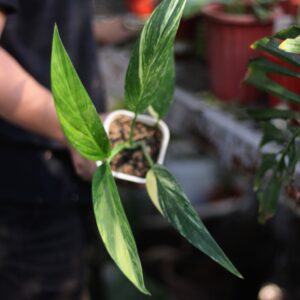 epipremnum amplissimum Variegata