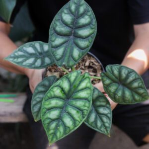 Alocasia Dragon Scale
