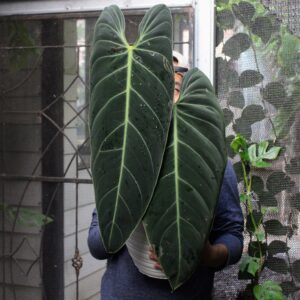 Philodendron Melanochrysum – Velvet Leaf Premium