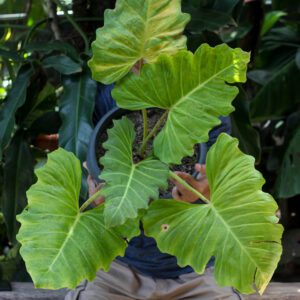 Philodendron Corsinianum