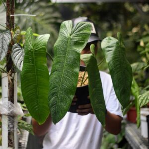 Philodendron Sahroniae