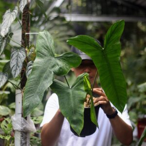 Philodendron Sahroniae San Antonio