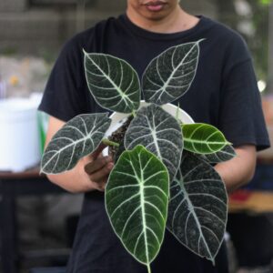 Alocasia Black Velvet