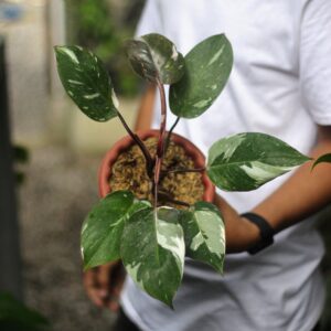 Philodendron Anderson