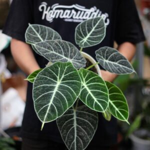 Alocasia Black Velvet