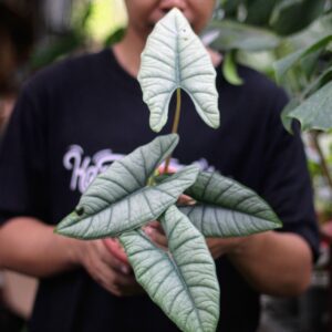 Alocasia Bhisma