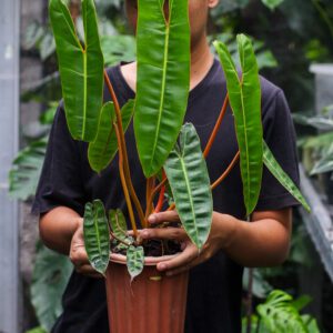 Philodendron Bilitiae