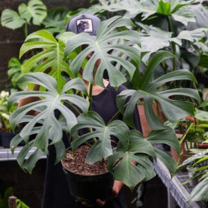 Monstera Brazilian Form