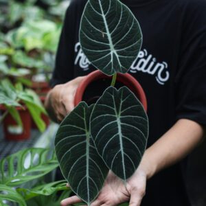 Alocasia Black Velvet