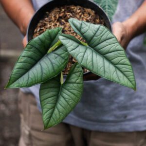 Alocasia Bhisma
