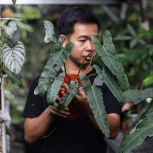 Philodendron Bilitiae X Attabapoense