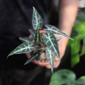 Alocasia Bambino