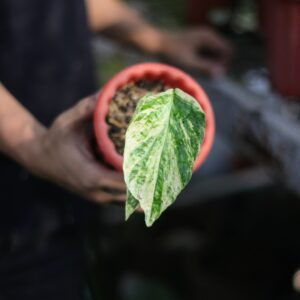 Amydrium Zippelianum Variegata