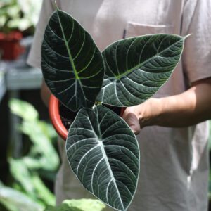 Alocasia Black Velvet