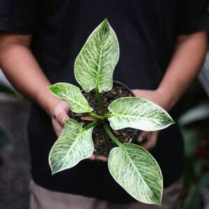 Philodendron Birkin
