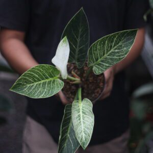 Philodendron Birkin