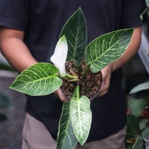 Philodendron Birkin