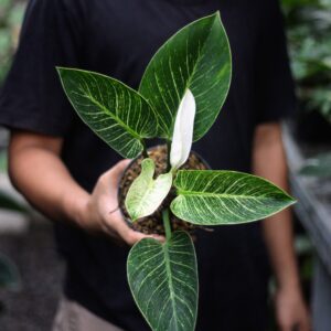 Philodendron Birkin