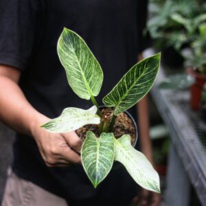 Philodendron Birkin
