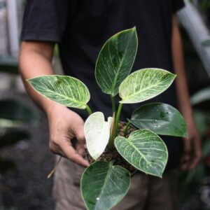 Philodendron Birkin