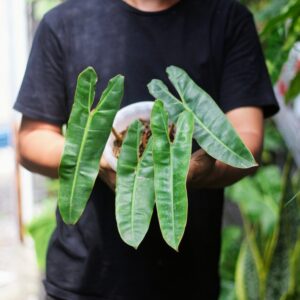 Philodendron Bilitiae