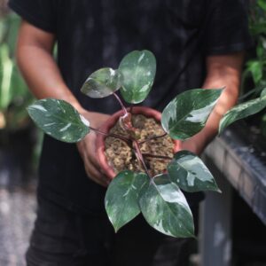 Philodendron Anderson