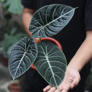 Alocasia Black Velvet