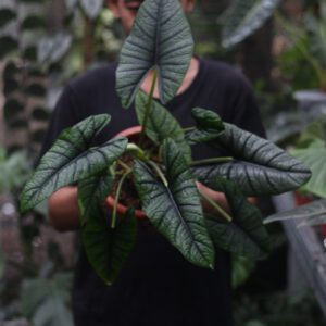 Alocasia Bhisma