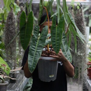 Philodendron Bilitiae
