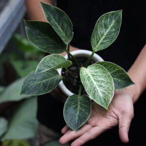 Philodendron Birkin
