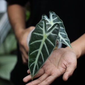 Alocasia Bambino