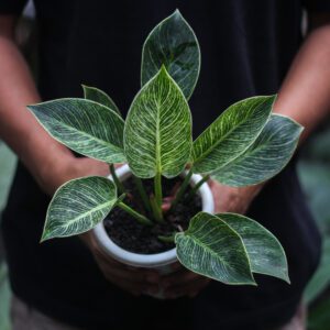 Philodendron Birkin